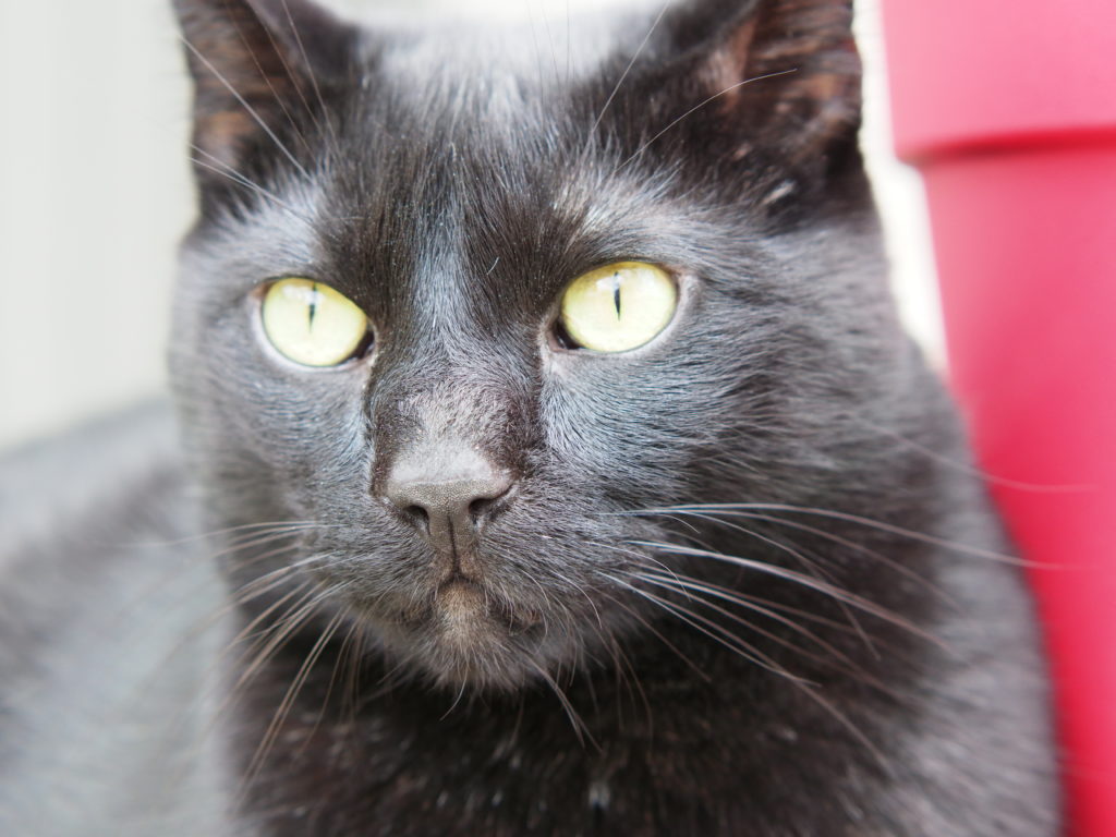 closeup of a black cat